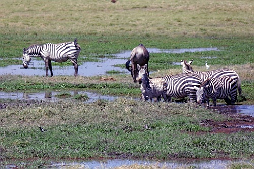 Kenia (166)